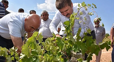 Vali Sarıibrahim bağ bozumuna katıldı