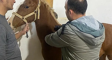  At Çiftliğindeki yarış atları aşılandı, sağlık kontrolleri yapıldı.