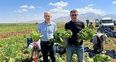 Karaman'dan Marul İhracatı Tüm Hızıyla Devam Ediyor