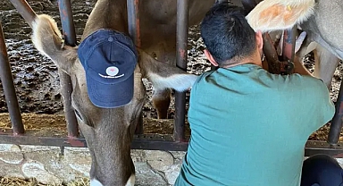 Karaman’da Şap Hastalığına Karşı Yoğun Aşılama ve Denetim Çalışmaları Sürüyor
