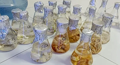 Patates Kabuğu Tozu ile Geleneksel Kayseri Mantısına Yenilikçi Dokunuş